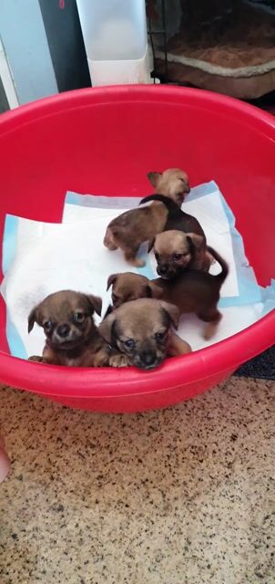 Chó Chihuahua lai Corgi, vàng 2 tháng, dưới 1kg. Mua bán Chó tại Thành phố Dĩ An Bình Dương được đăng bởi Thanh Trúc hình 1