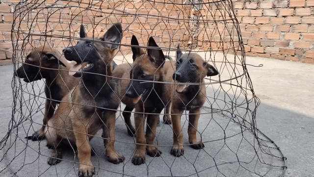 Chuyên chó Chó Malinois (Becgie Bỉ) và Rottweiler. Mua bán Chó tại Thành phố Thủ Đức Tp Hồ Chí Minh được đăng bởi TRẠI CHÓ PHÚ QUÝ hình 1