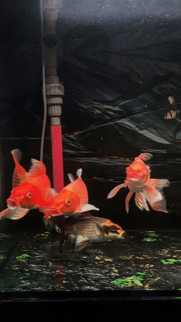 Cá cảnh Phi tần size 2x màu Cam. Mua bán Thú cưng khác tại Quận 12 Tp Hồ Chí Minh được đăng bởi THIÊN BẢO hình 1