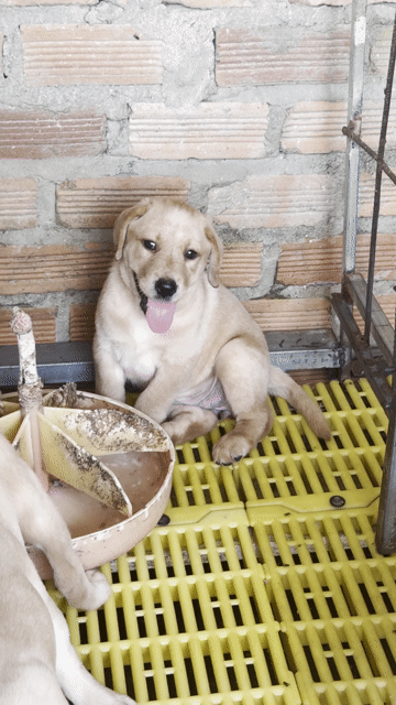 Chó Labrador Đen, Vàng kem thuần chủng 🌾🌾🌾. Mua bán Chó tại Thành phố Thủ Dầu Một Bình Dương được đăng bởi Huyền chip hình 1