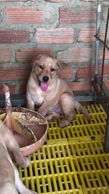 Chó Labrador Đen, Vàng kem thuần chủng 🌾🌾🌾. Mua bán Chó tại Thành phố Thủ Dầu Một Bình Dương được đăng bởi Huyền chip hình 1