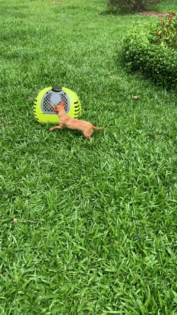 Chó Chihuahua nhỏ đực 6 tháng nâu vàng. Mua bán Chó tại Quận 8 Tp Hồ Chí Minh được đăng bởi Nguyễn Mạnh  hình 1