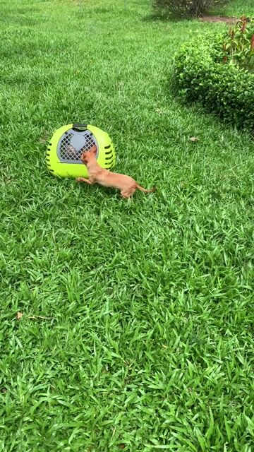 Chó Chihuahua nhỏ đực 6 tháng nâu vàng. Mua bán Chó tại Quận 8 Tp Hồ Chí Minh được đăng bởi Nguyễn Mạnh  hình 1