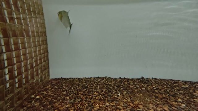 Cá Manueli 12cm màu Bạc. Mua bán Thú cưng khác tại Huyện Nhà Bè Tp Hồ Chí Minh được đăng bởi Phuc hình 1