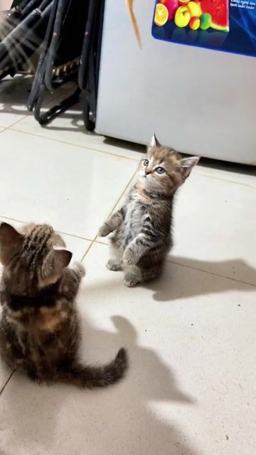 Mèo con Đa sắc 2 tháng tuổi. Mua bán Mèo tại Thành phố Đà Lạt Lâm Đồng được đăng bởi An hình 1