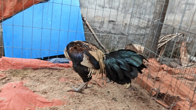 chuối tơ. Mua bán Gà tại Quận 12 Tp Hồ Chí Minh được đăng bởi Cao Huy  hình 1