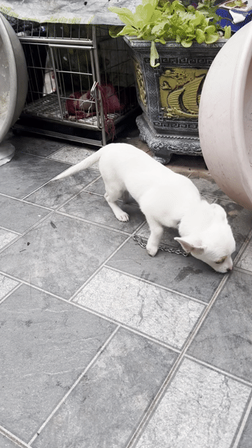 Chó Chihuahua Trắng. Mua bán Chó tại Huyện Thanh Trì Hà Nội được đăng bởi Dinh Nguyen hình 1