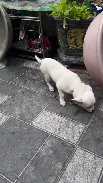 Chó Chihuahua Trắng. Mua bán Chó tại Huyện Thanh Trì Hà Nội được đăng bởi Dinh Nguyen hình 1