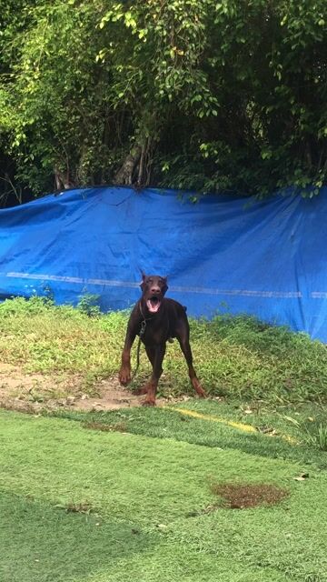 Chó Doberman đực 5 tháng đã tiêm. Mua bán Chó tại Huyện Bình Chánh Tp Hồ Chí Minh được đăng bởi Quốc Cường hình 1