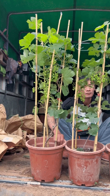 Cây nho sữa đang ra quả. Mua bán Cây cảnh, đồ trang trí tại Huyện Sông Lô Vĩnh Phúc được đăng bởi Nhà vườn Ngọc Trang hình 1