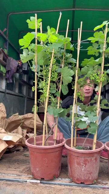 Cây nho sữa đang ra quả. Mua bán Cây cảnh, đồ trang trí tại Huyện Sông Lô Vĩnh Phúc được đăng bởi Nhà vườn Ngọc Trang hình 1
