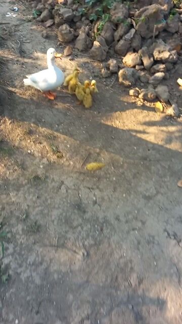 Vịt Call Duck Vàng Mới nở. Mua bán Thú cưng khác tại Huyện Châu Thành Đồng Tháp được đăng bởi Cuc Pin hình 1