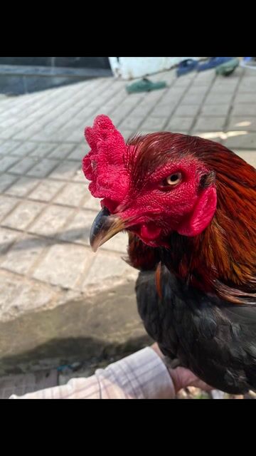 xanh bến thế bo lớn 3kg3 bầu diều trạng 3kg5. Mua bán Gà tại Huyện Thoại Sơn An Giang được đăng bởi Tài Long xuyên hình 1