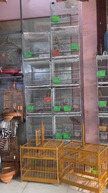 Chim Quế Lâm Trung Quốc Vàng. Mua bán Chim tại Quận 12 Tp Hồ Chí Minh được đăng bởi Võ Nguyễn Gia Huy hình 1