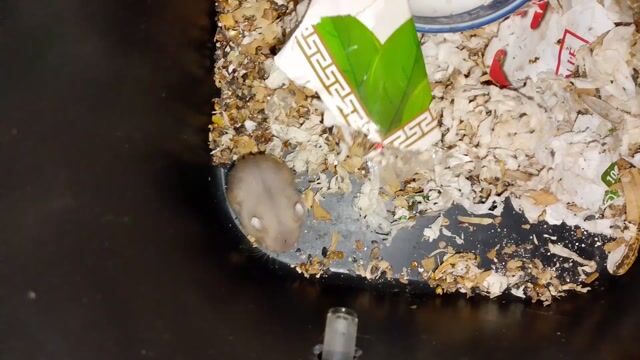 Baby vừa xa mẹ. Mua bán Thú cưng khác tại Thành phố Thuận An Bình Dương được đăng bởi Nguyễn Giang hình 1