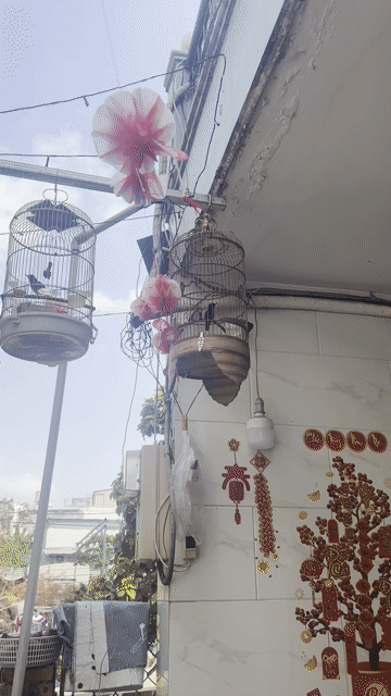 Chim 7 màu 4 mùa và ôm cám cứng hoạc gl CM. Mua bán Chim tại Thành phố Thủ Đức Tp Hồ Chí Minh được đăng bởi Louis Nguyễn hình 1