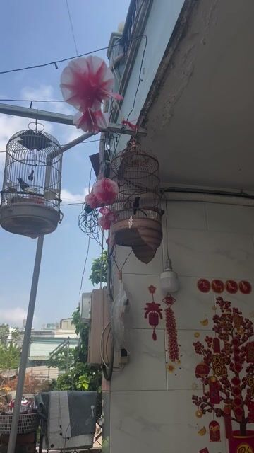 Chim 7 màu 4 mùa và ôm cám cứng hoạc gl CM. Mua bán Chim tại Thành phố Thủ Đức Tp Hồ Chí Minh được đăng bởi Louis Nguyễn hình 1