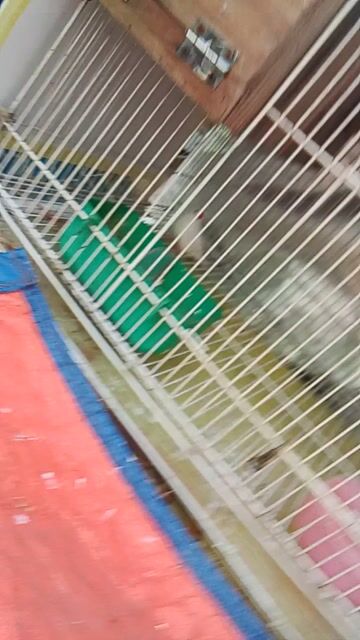 Lồng chim Lovebird Kim loại Gỗ. Mua bán Phụ kiện, Thức ăn, Dịch vụ tại Quận 6 Tp Hồ Chí Minh được đăng bởi Đặng Hoàng Tùng  hình 1