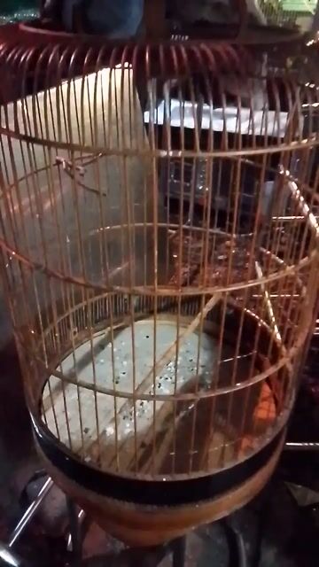 Lồng chim gỗ màu Nâu. Mua bán Phụ kiện, Thức ăn, Dịch vụ tại Quận 6 Tp Hồ Chí Minh được đăng bởi Đặng Hoàng Tùng  hình 1