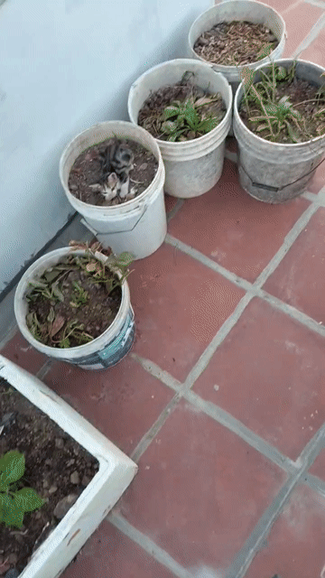 Mèo con Đen trắng, đen vằn Dưới 3 tháng. Mua bán Mèo tại Thị xã Tân Uyên Bình Dương được đăng bởi Ngô Phương Thảo hình 1