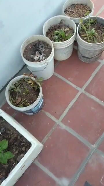 Mèo con Đen trắng, đen vằn Dưới 3 tháng. Mua bán Mèo tại Thị xã Tân Uyên Bình Dương được đăng bởi Ngô Phương Thảo hình 1