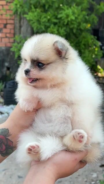 Chó Pom Thái Party. Mua bán Chó tại Huyện Bình Chánh Tp Hồ Chí Minh được đăng bởi Ken péthop hình 1