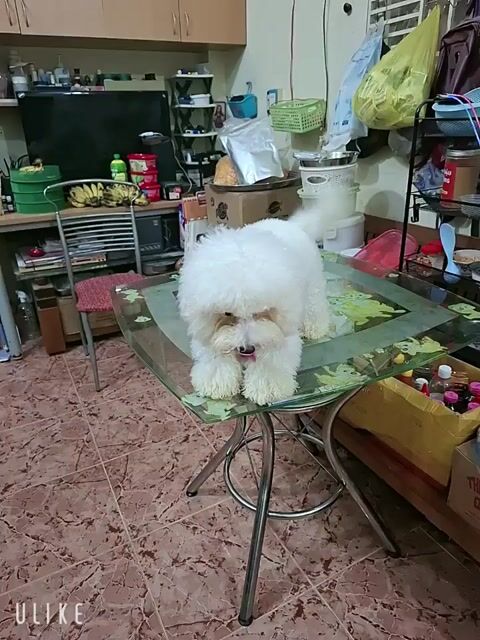 Bichon cái tơ size nhỏ thuần chủng. Mua bán Chó tại Quận 7 Tp Hồ Chí Minh được đăng bởi tran nguyen ngoc khanh hình 1