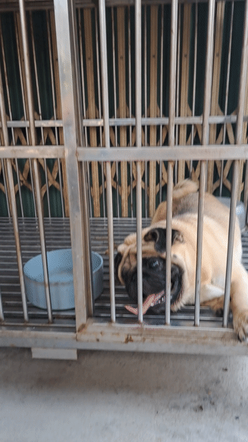 Chó Pug. Mua bán Chó tại Huyện Củ Chi Tp Hồ Chí Minh được đăng bởi Bùi Tuấn Trung hình 1
