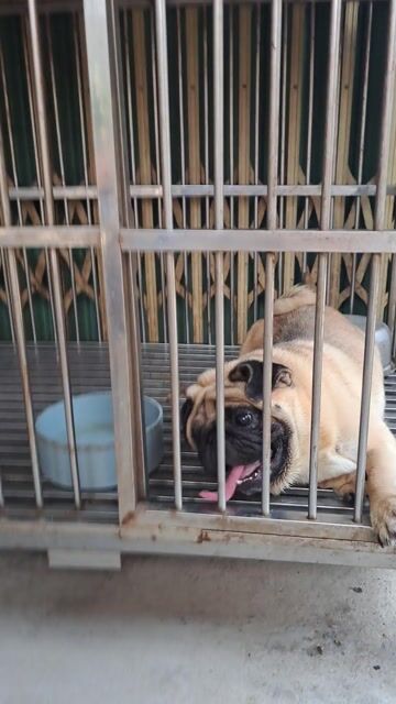 Chó Pug. Mua bán Chó tại Huyện Củ Chi Tp Hồ Chí Minh được đăng bởi Bùi Tuấn Trung hình 1
