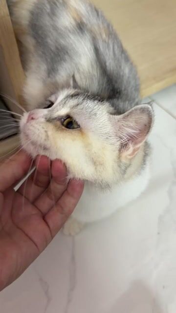 Bé Mèo chân ngắn. Mua bán Mèo tại Quận 10 Tp Hồ Chí Minh được đăng bởi Võ Văn Tiến hình 1