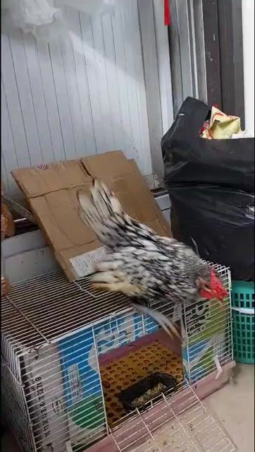 Gà vảy cá Bạc 4 tháng tuổi. Mua bán Gà tại Quận Thanh Xuân Hà Nội được đăng bởi Lương Nguyễn Thị Ngọc hình 1