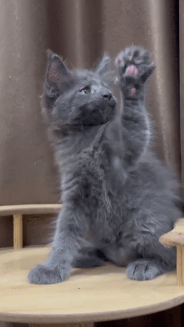 Mèo Maine Coon thuần chủng. Mua bán Mèo tại Quận 12 Tp Hồ Chí Minh được đăng bởi Cao Lâm  hình 1