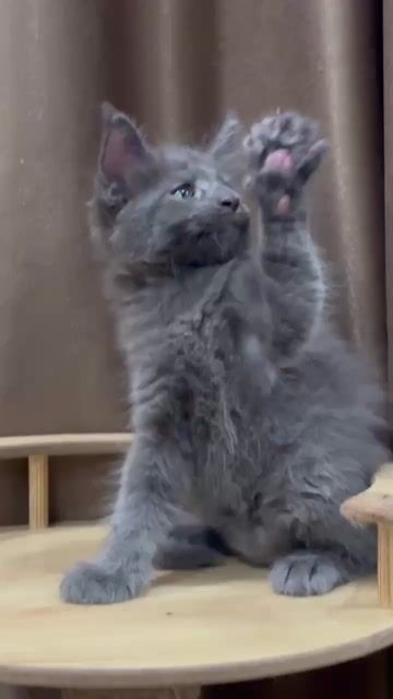 Mèo Maine Coon thuần chủng. Mua bán Mèo tại Quận 12 Tp Hồ Chí Minh được đăng bởi Cao Lâm  hình 1