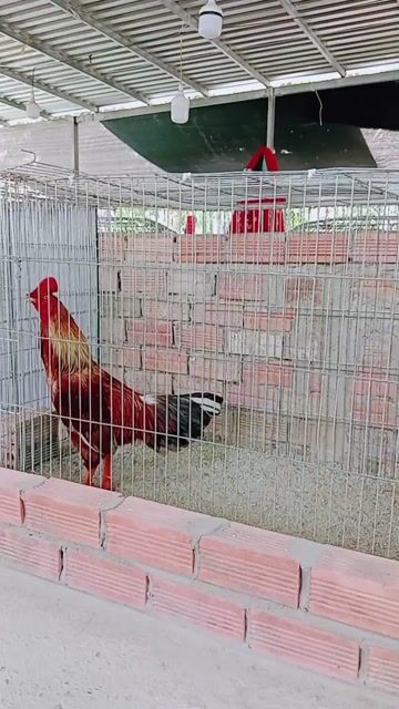 Gà chọi Nâu đỏ 3.1kg. Mua bán Gà tại Huyện Trà Ôn Vĩnh Long được đăng bởi Luyến Gà Nòi hình 1