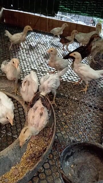 Gà con 2 tháng Trắng, Nâu. Mua bán Gà tại Huyện Trảng Bom Đồng Nai được đăng bởi nguyên nguyễnn hình 1