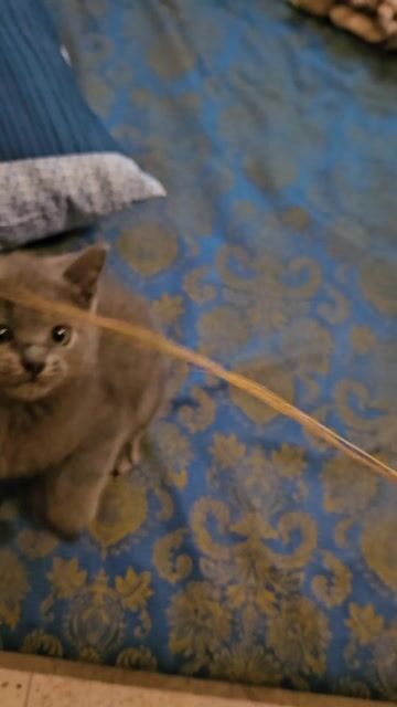 Mèo Anh Lông Ngắn Màu Xám. Mua bán Mèo tại Thành phố Mỹ Tho Tiền Giang được đăng bởi Phạm Hoàng Khang hình 1