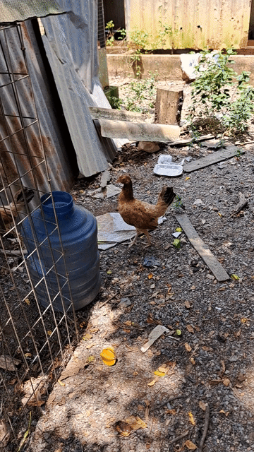 Mái cuban lai. Mua bán Gà tại Huyện Trảng Bom Đồng Nai được đăng bởi Trieu hình 1