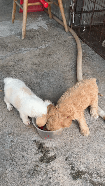 Chó Poodle 2 tháng tuổi. Mua bán Chó tại Thành phố Dĩ An Bình Dương được đăng bởi Minh Thư hình 1