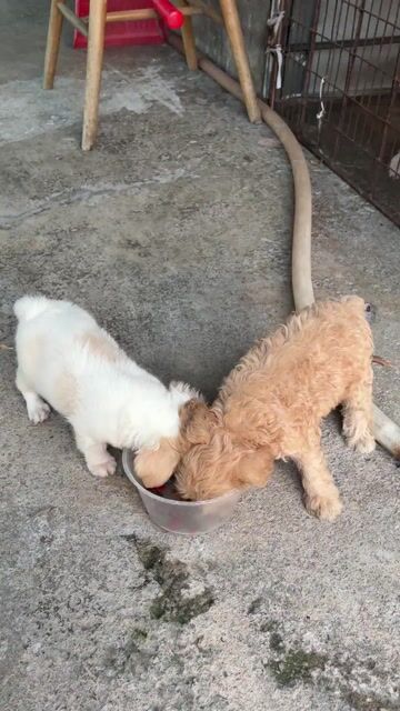 Chó Poodle 2 tháng tuổi. Mua bán Chó tại Thành phố Dĩ An Bình Dương được đăng bởi Minh Thư hình 1