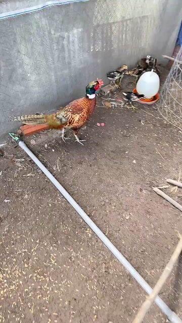 Trĩ Xanh Đỏ Đang Đẻ Lứa So. Mua bán Chim tại Huyện Bình Chánh Tp Hồ Chí Minh được đăng bởi Phong hình 1