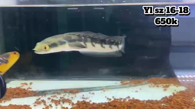 lóc cảnh. Mua bán Thú cưng khác tại Quận Tân Phú Tp Hồ Chí Minh được đăng bởi NhíFish hình 1