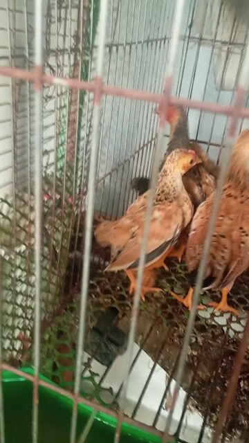 Gà tre tít cộc con. Mua bán Gà tại Huyện Quế Võ Bắc Ninh được đăng bởi Điểm Trương Văn hình 1