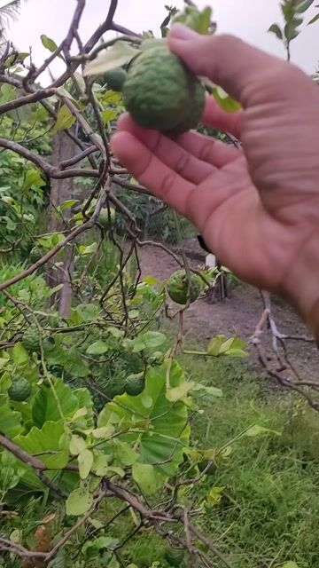 2 chai muối ớt lá chúc đặc biệt. Mua bán Đồ ăn, thực phẩm và các loại khác tại Thành phố Tân An Long An được đăng bởi Tan Phat hình 1