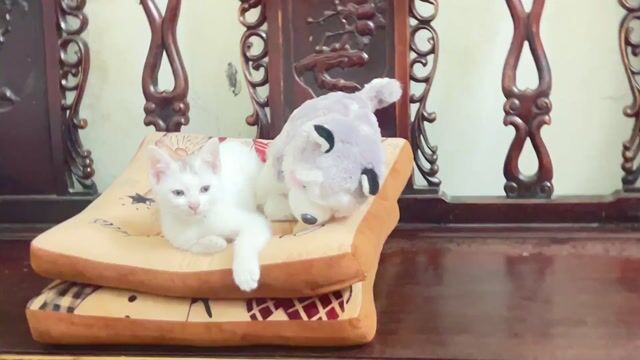 Mèo lai Trắng. Mua bán Mèo tại Huyện Gia Lâm Hà Nội được đăng bởi sóng biển hình 2