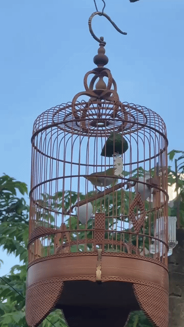 Chim Khuyên xanh líu tốt 5 tháng. Mua bán Chim tại Quận Bình Tân Tp Hồ Chí Minh được đăng bởi Nguyễn văn quang hình 1
