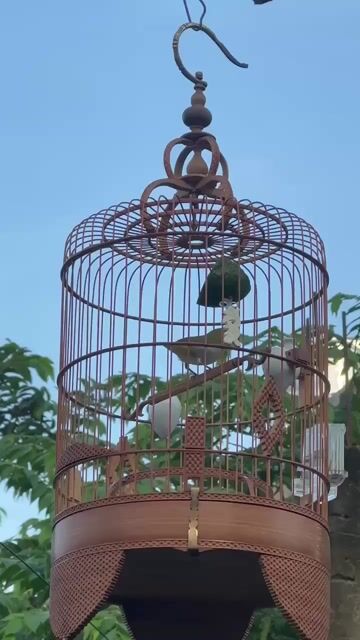 Chim Khuyên xanh líu tốt 5 tháng. Mua bán Chim tại Quận Bình Tân Tp Hồ Chí Minh được đăng bởi Nguyễn văn quang hình 1