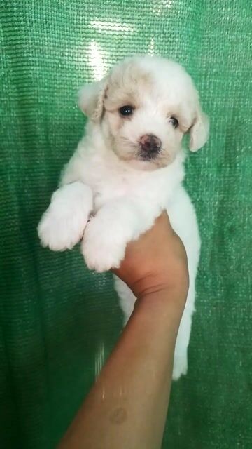 Chó Poodle toy cái bò vàng. Mua bán Chó tại Huyện Gò Công Đông Tiền Giang được đăng bởi Cương Nguyễn hình 1