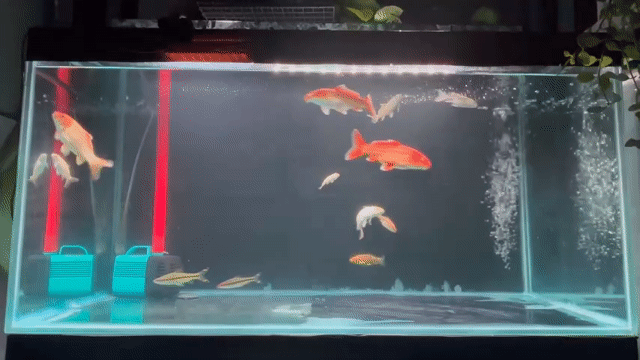 Cá cảnh Cam vàng. Mua bán Thú cưng khác tại Thành phố Biên Hòa Đồng Nai được đăng bởi Long Lê hình 1