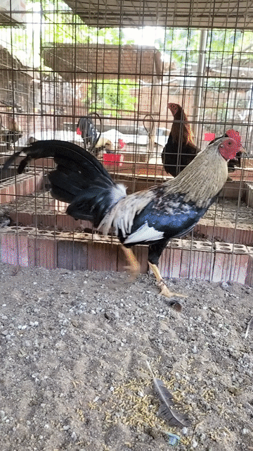 chuối . Mua bán Gà tại Huyện Thống Nhất Đồng Nai được đăng bởi trí kiên  hình 1