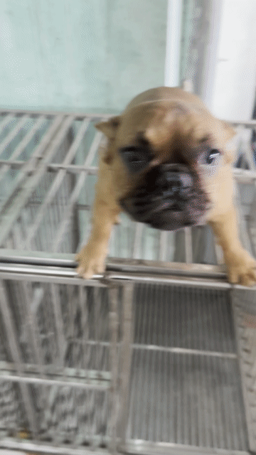 Chó French Bulldog nâu đỏ 6 tháng. Mua bán Chó tại Thị xã Bến Cát Bình Dương được đăng bởi Chánh Tính hình 1